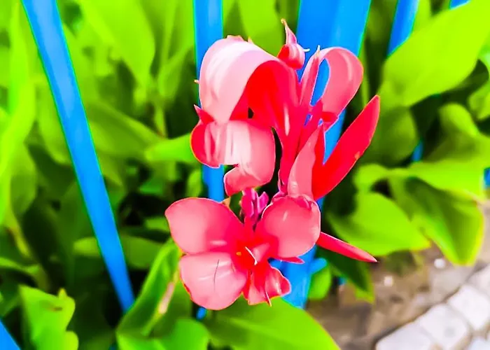 William's - Third Special Apartament *